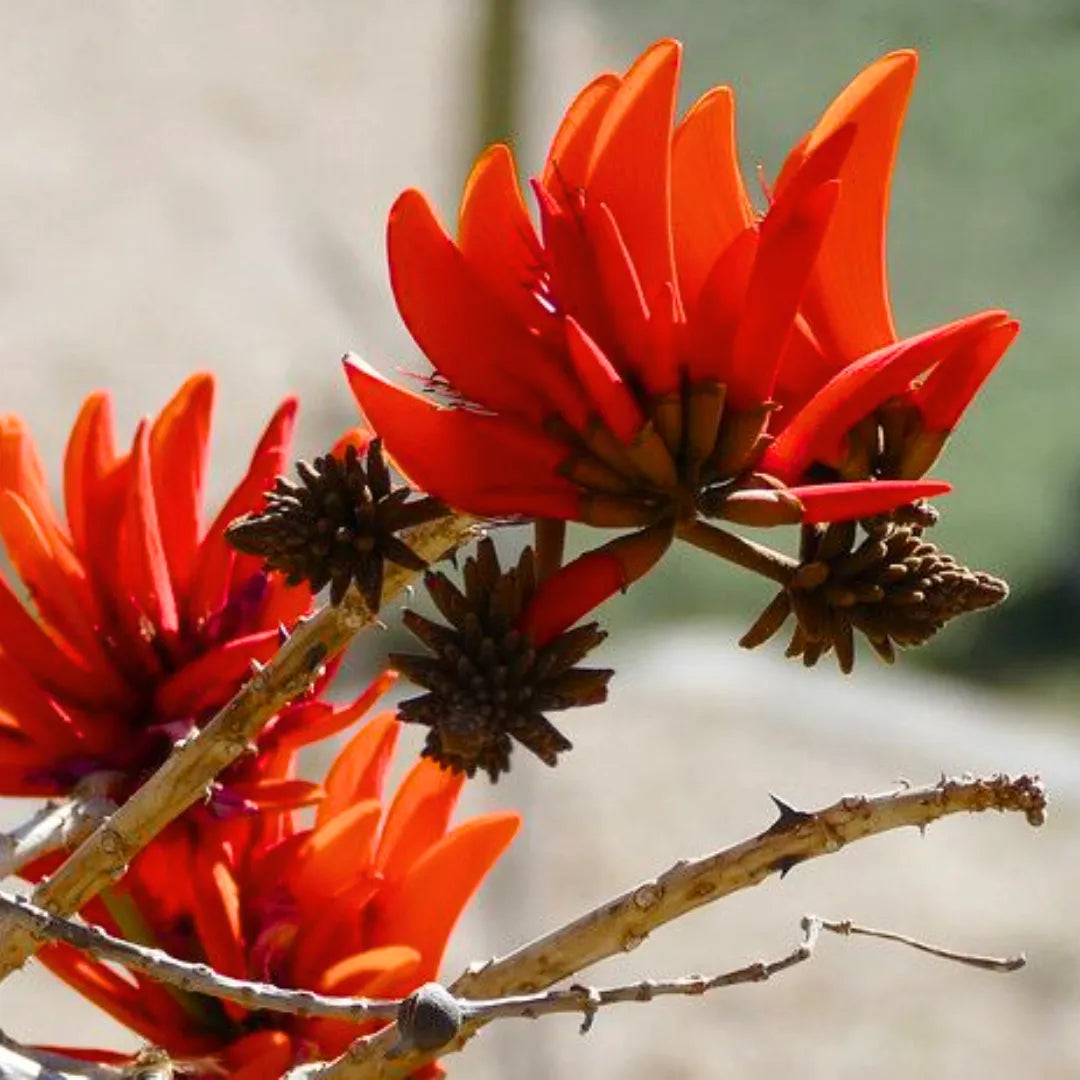 Buy Indian Coral Tree - Plant Online at Lalitenterprise