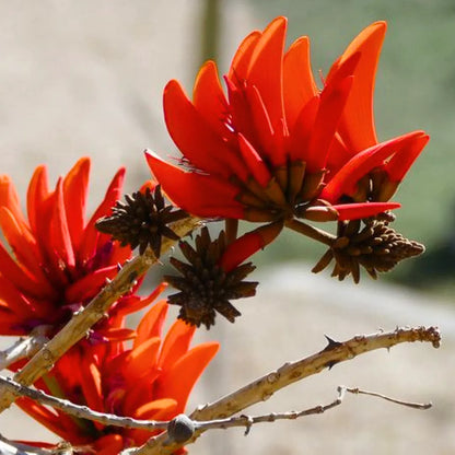 Buy Indian Coral Tree - Plant Online at Lalitenterprise