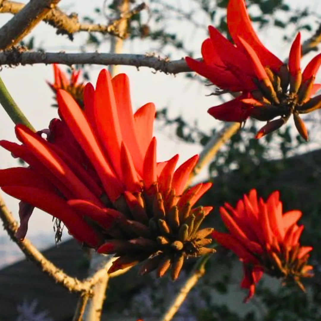 Buy Erythrina Variegata - Plant Online at Lalitenterprise
