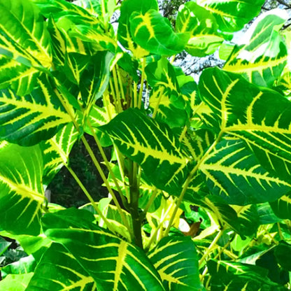 Buy Indian Coral Tree - Plant Online at Lalitenterprise