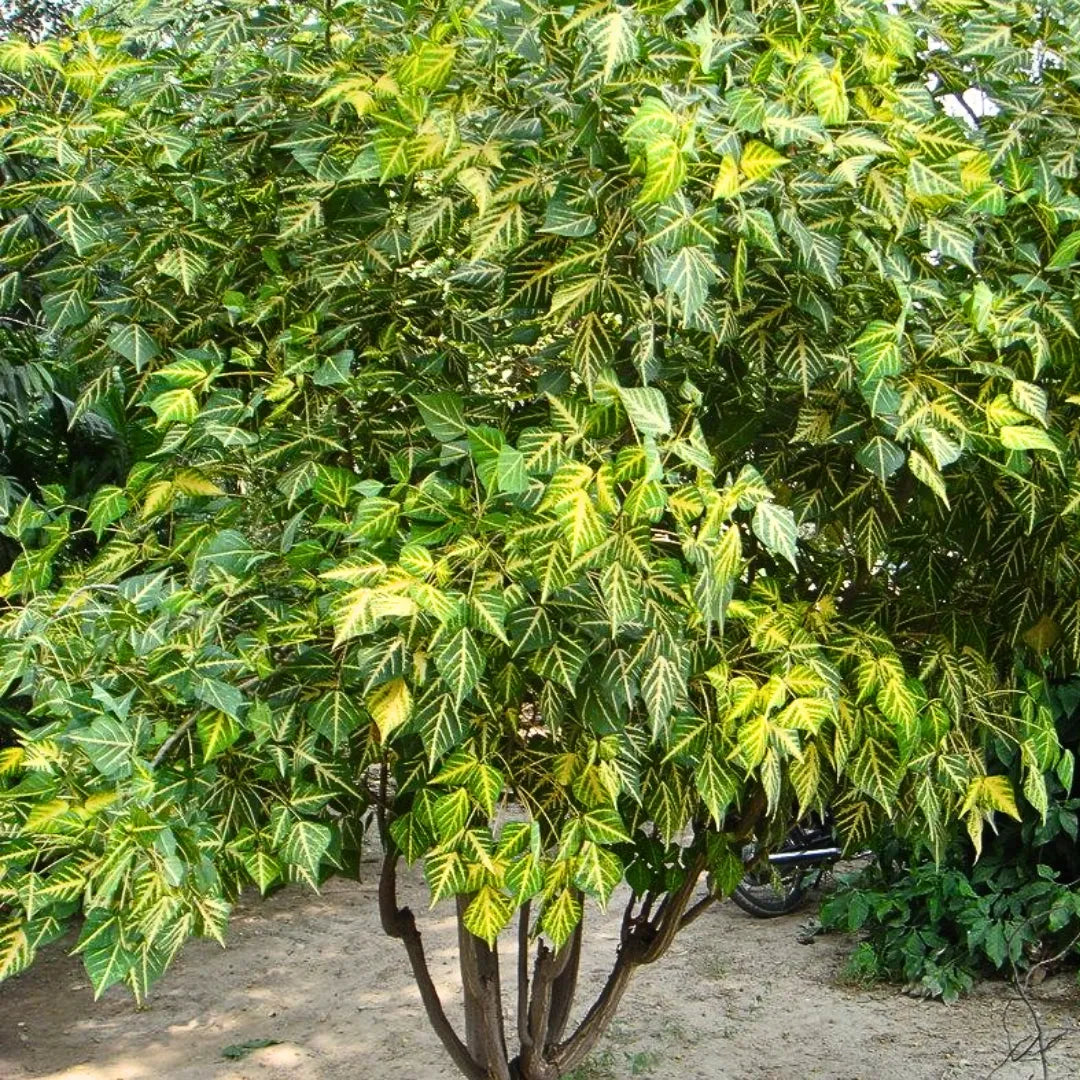 Buy Erythrina Variegata (Tiger Claw) Indian Coral Tree - Plant Online at Lalitenterprise
