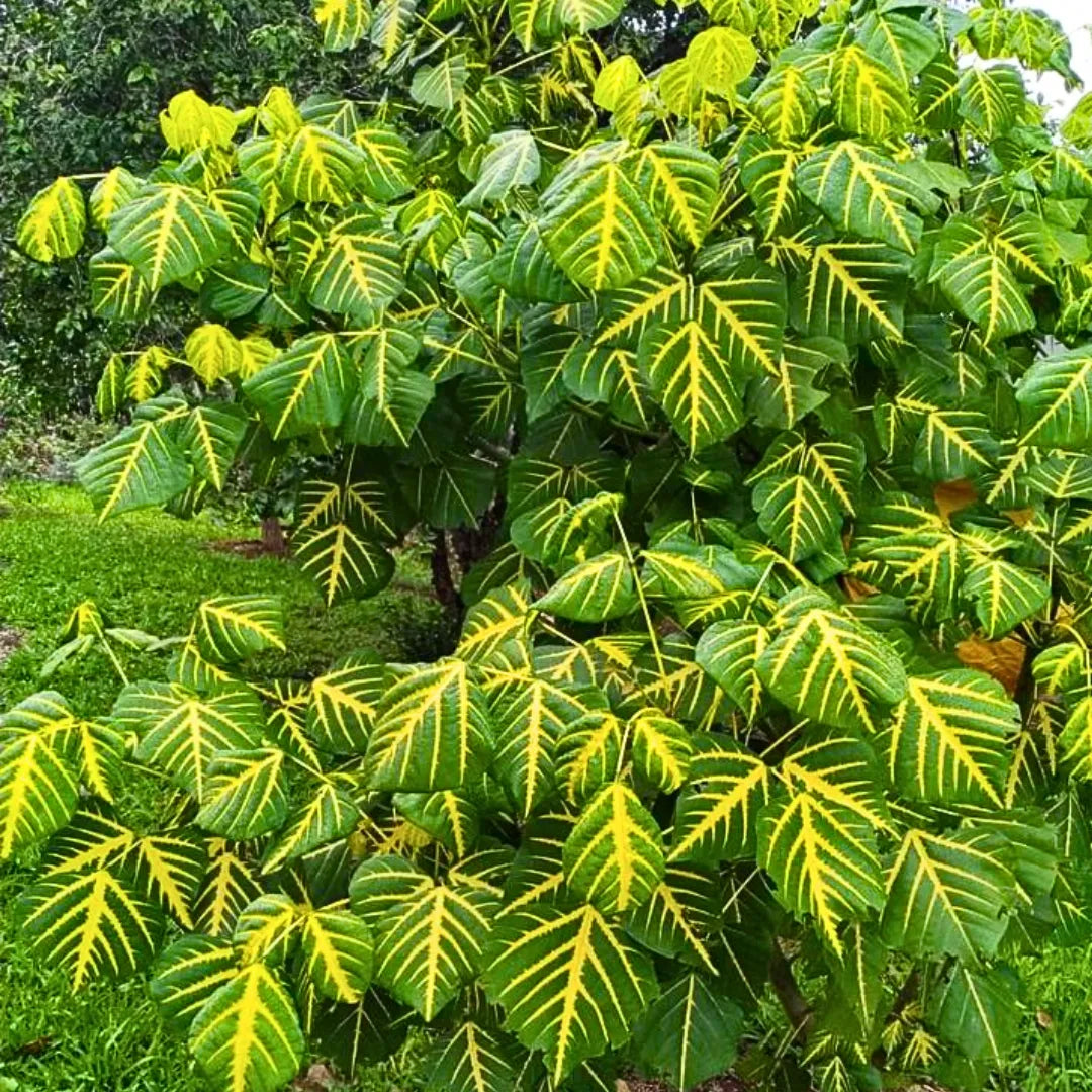 Buy Erythrina Variegata - Plant Online at Lalitenterprise