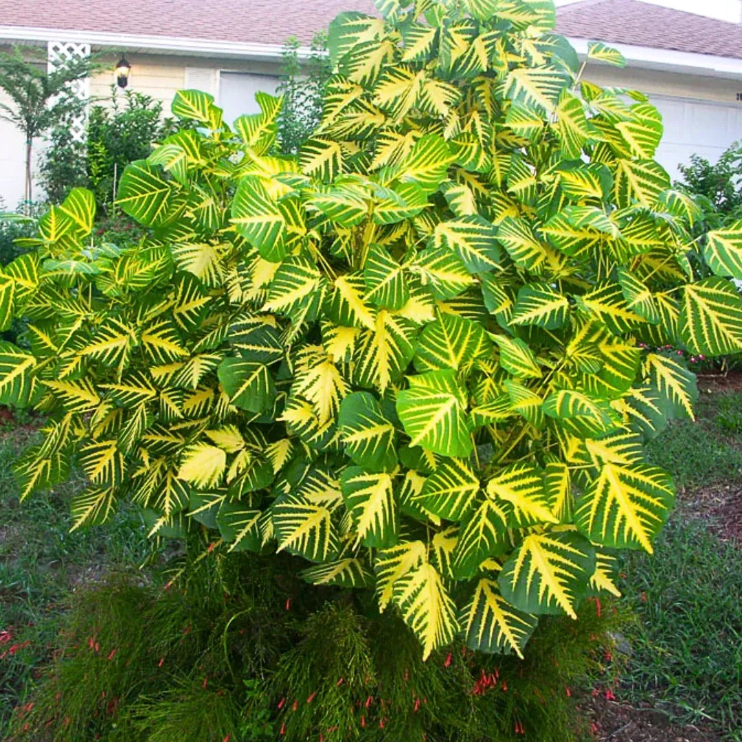 Buy Tiger Claw, Indian Coral Tree - Plant Online at Lalitenterprise