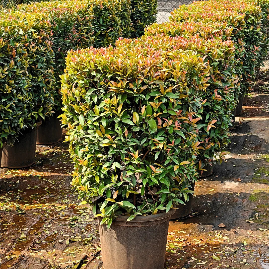 Buy Eugenia Ficus Ball | Syzygium Paniculatum Online at Lalitenterprise
