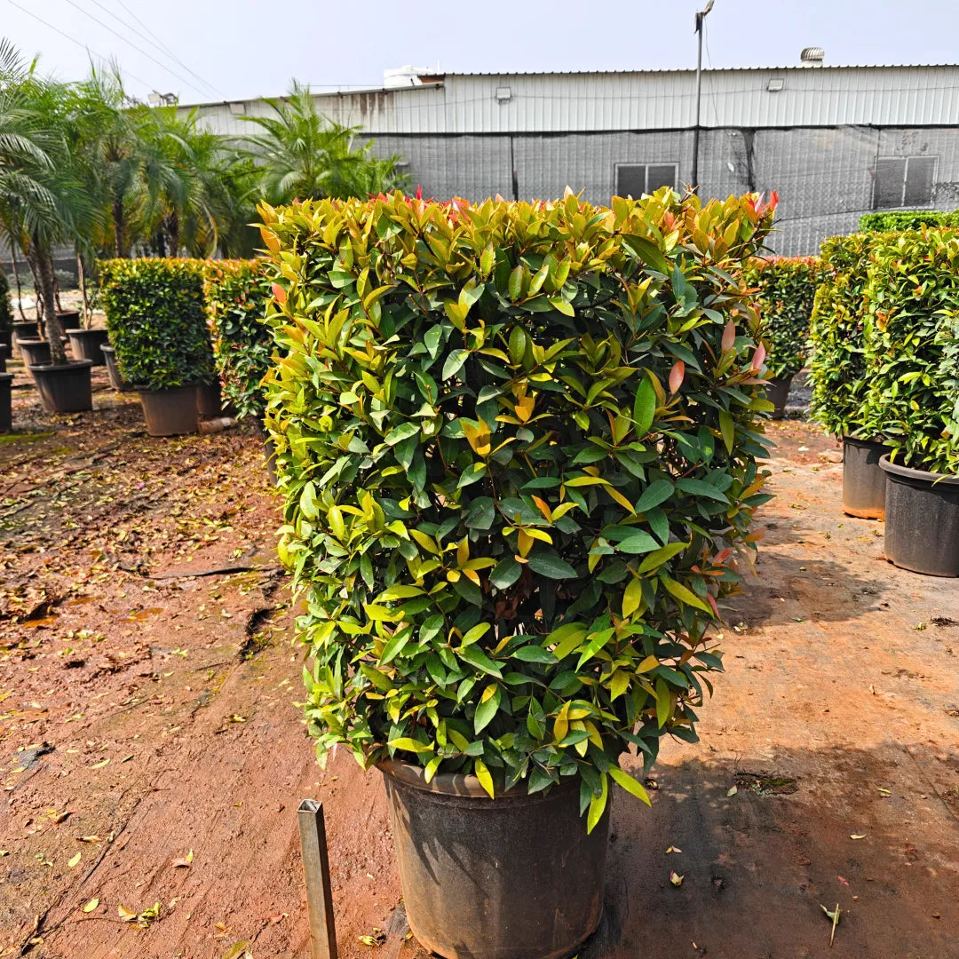 Buy Eugenia Ficus Ball | Syzygium Paniculatum Online at Lalitenterprise