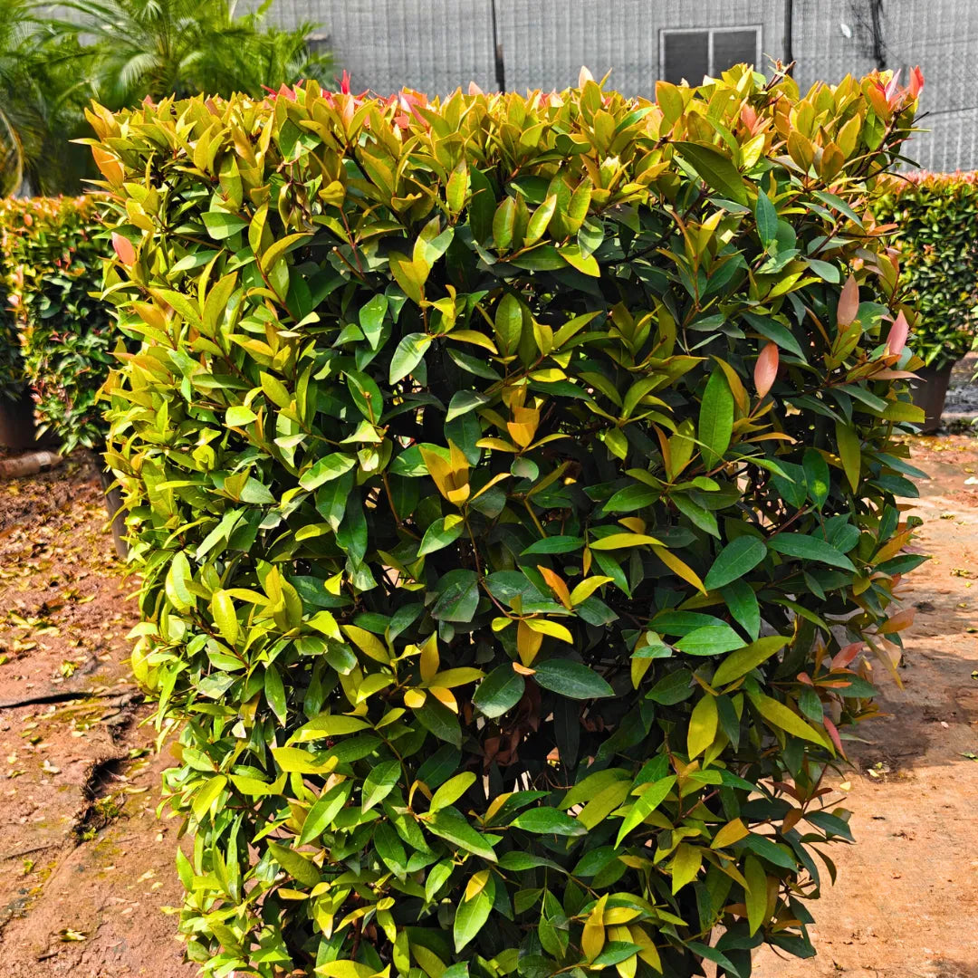 Buy Eugenia Ficus Ball | Syzygium Paniculatum Online at Lalitenterprise