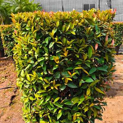 Buy Eugenia Ficus Ball | Syzygium Paniculatum Online at Lalitenterprise