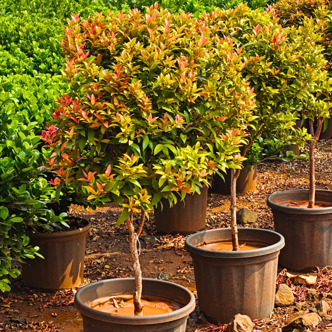 Buy Eugenia Ficus "Ball Shape" (Syzygium Paniculatum) - Plant Online at Laitenterprise