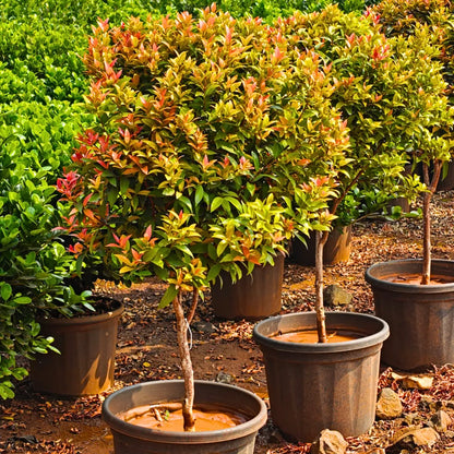 Buy Eugenia Ficus "Ball Shape" (Syzygium Paniculatum) - Plant Online at Laitenterprise