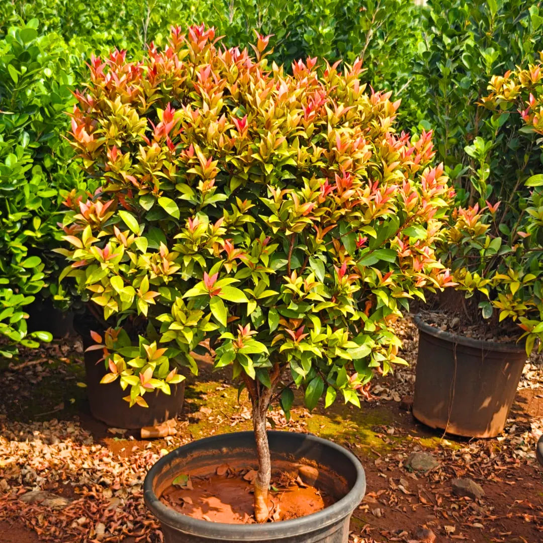 Buy "Ball Shape" Syzygium Paniculatum - Plant Online at Laitenterprise