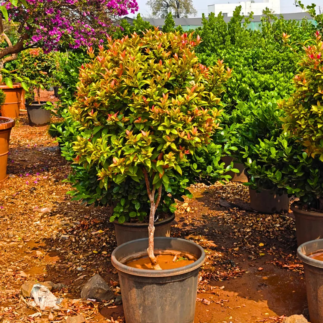 Buy Eugenia Ficus "Ball Shape" - Plant Online at Laitenterprise