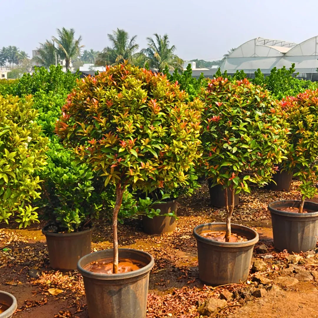 Buy Eugenia Ficus "Ball Shape" (Syzygium Paniculatum) - Plant Online at Laitenterprise