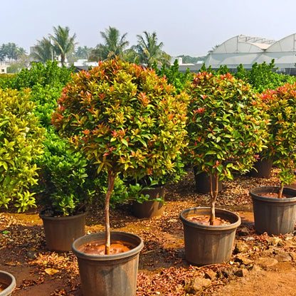 Buy Eugenia Ficus "Ball Shape" (Syzygium Paniculatum) - Plant Online at Laitenterprise