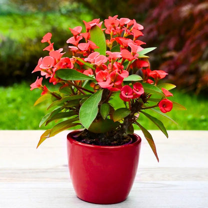 Buy Euphorbia Milii (Crown of Thorns) - Plant Online at Lalitenterprise