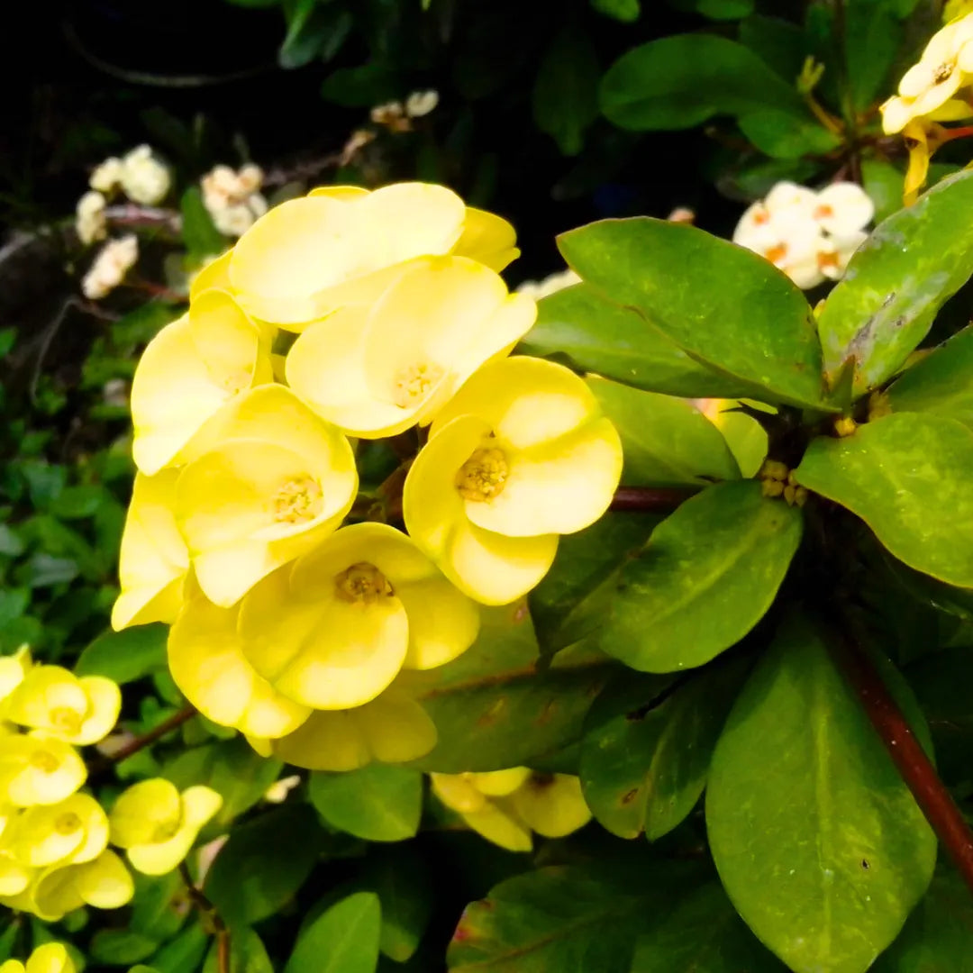 Buy Crown of Thorns, Red - Plant Online at Lalitenterprise