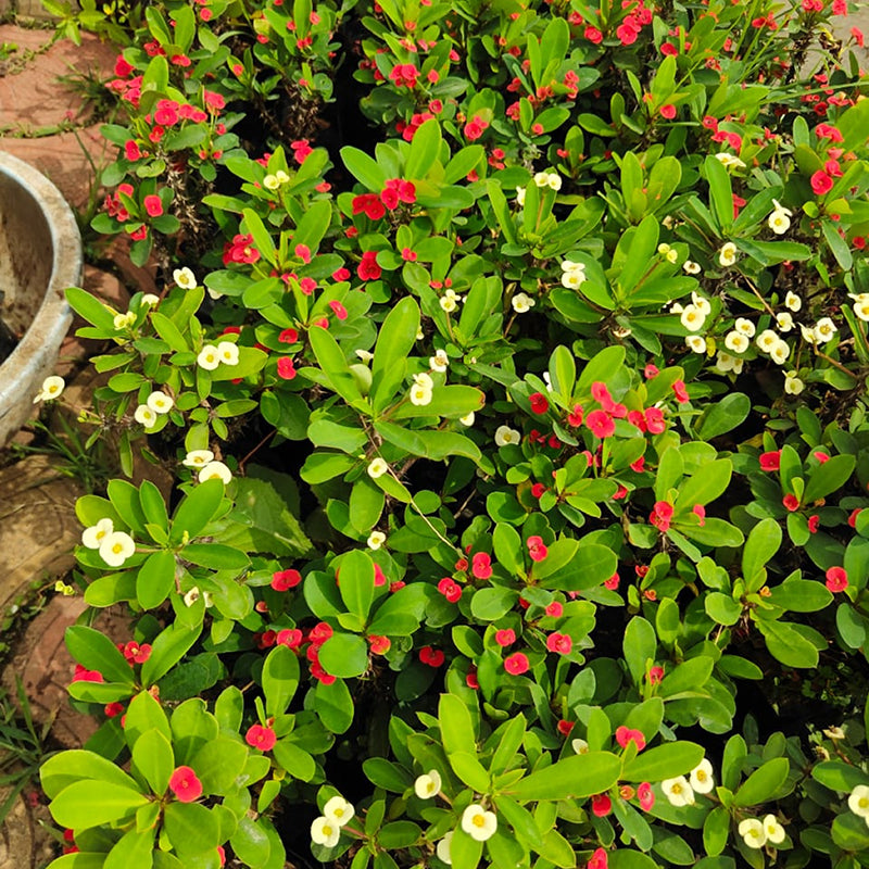 Buy Crown of Thorns - Plant Online at Lalitenterprise