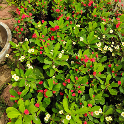 Buy Crown of Thorns - Plant Online at Lalitenterprise