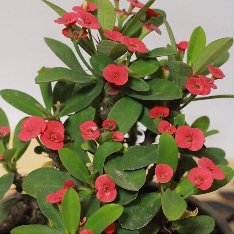 Buy Euphorbia Milii Red (Crown of Thorns) - Plant Online at Lalitenterprise