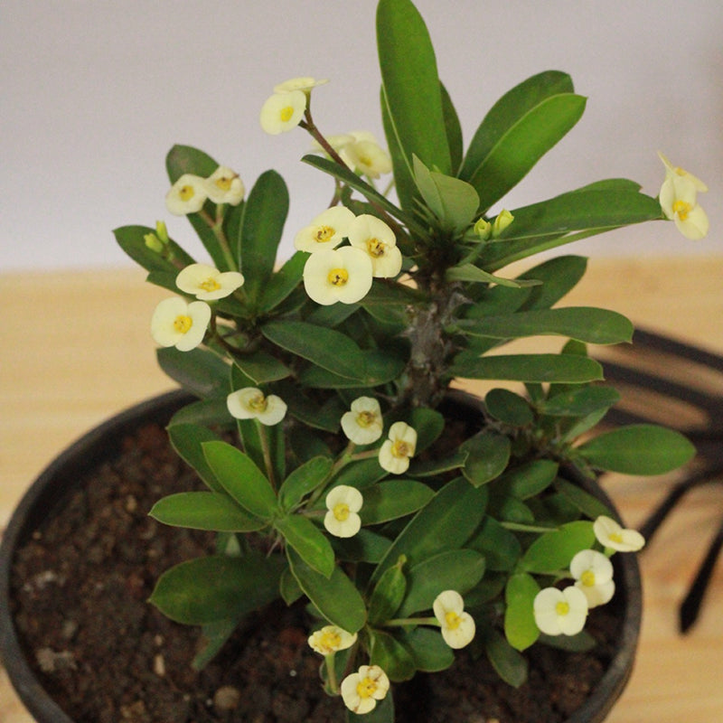 Buy Cream Crown of Thorns - Plant Online at Lalitenterprise