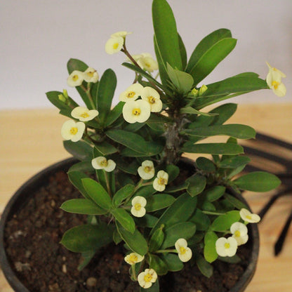 Buy Cream Crown of Thorns - Plant Online at Lalitenterprise