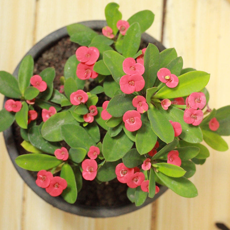 Buy Euphorbia Milii Red (Crown of Thorns) - Plant Online at Lalitenterprise