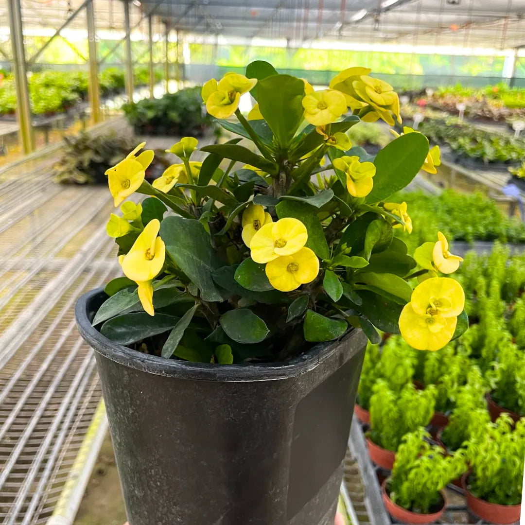 Buy Euphorbia Milii - Plant Online at Lalitenterprise