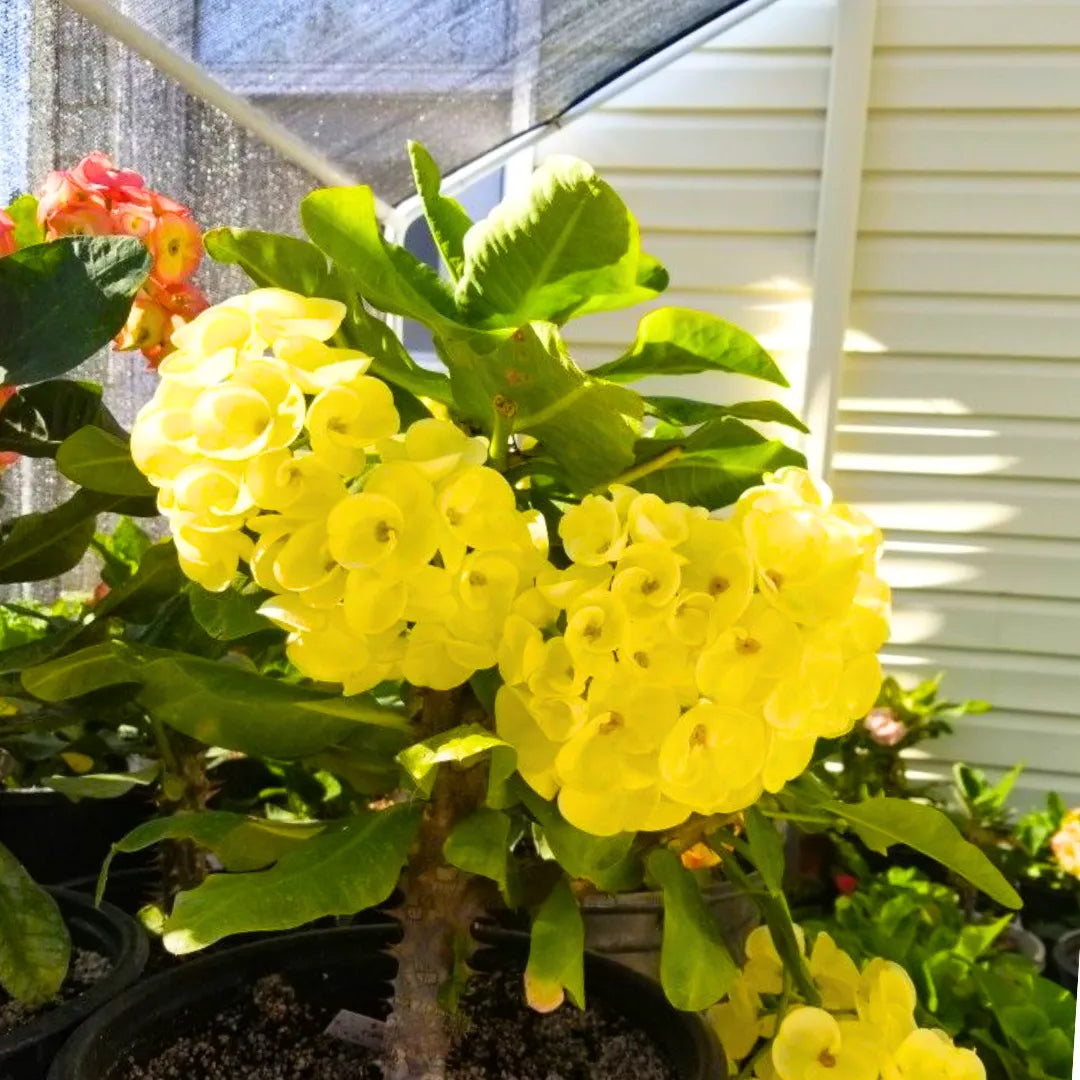 Buy Euphorbia Milii - Plant Online at Lalitenterprise