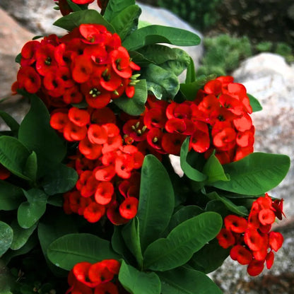 Buy Euphorbia Milii (Crown of Thorns) - Plant Online at Lalitenterprise