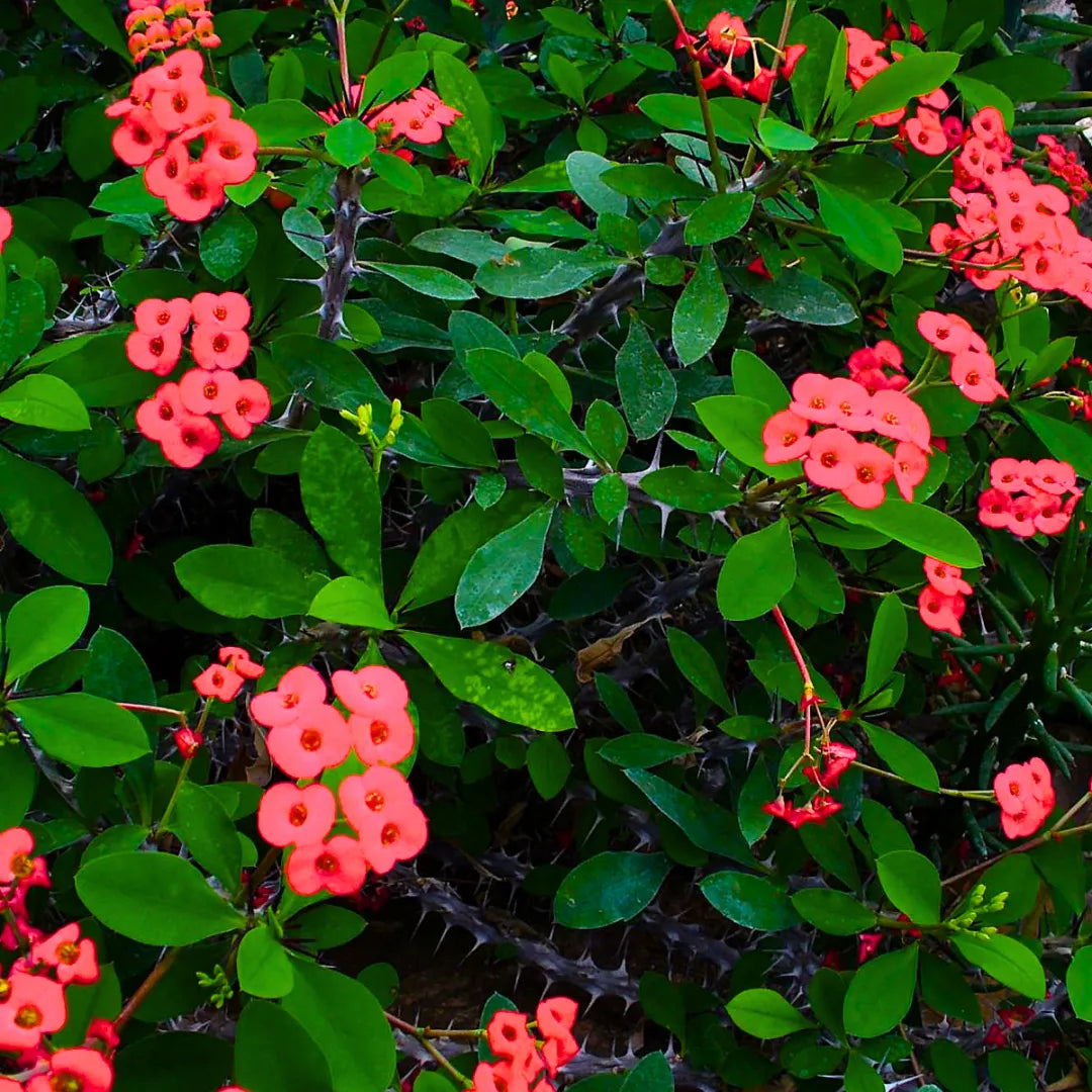 Buy Euphorbia Milii (Crown of Thorns) - Plant Online at Lalitenterprise