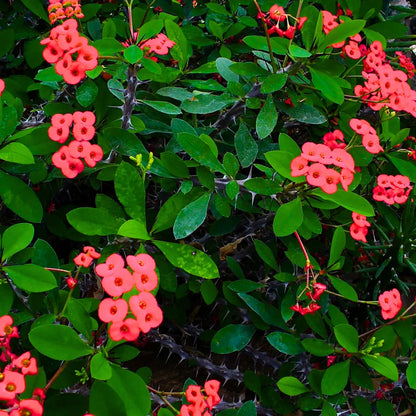 Buy Euphorbia Milii (Crown of Thorns) - Plant Online at Lalitenterprise