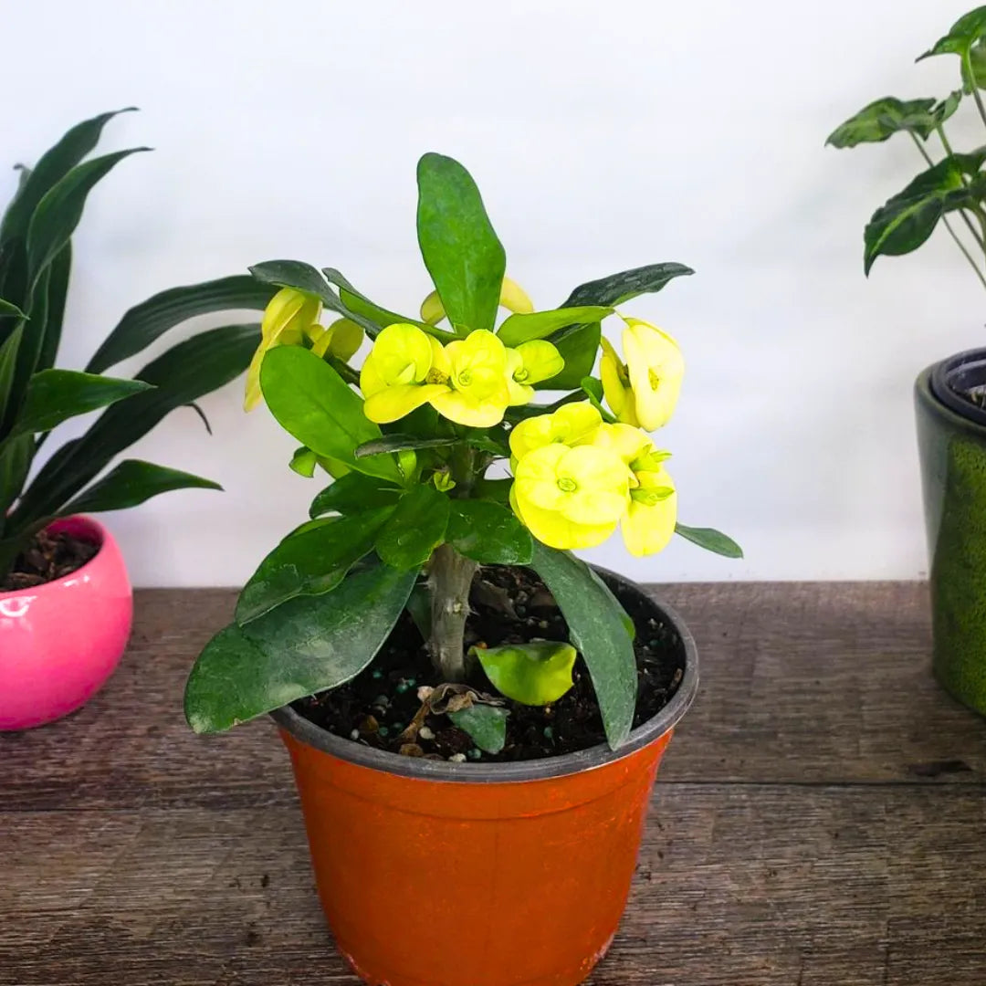 Buy Crown of Thorns - Plant Online at Lalitenterprise