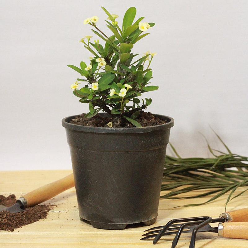 Buy Euphorbia Milii Cream (Crown of Thorns) - Plant Online at Lalitenterprise