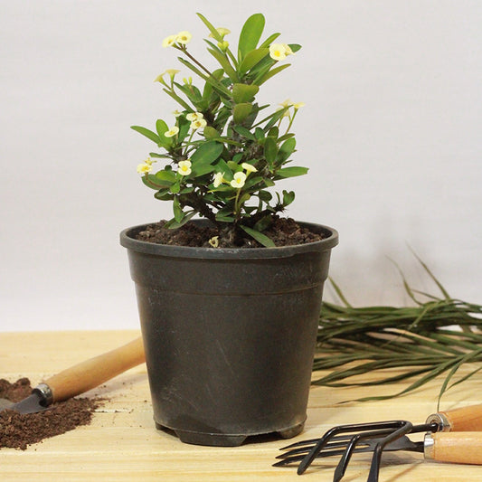 Buy Euphorbia Milii Cream (Crown of Thorns) - Plant Online at Lalitenterprise