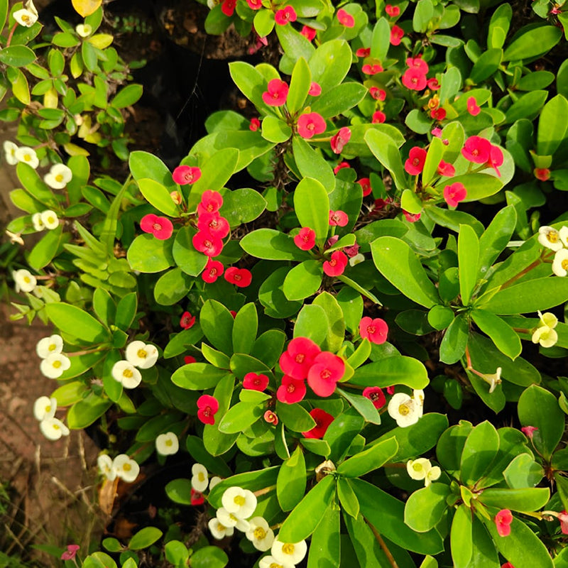 Buy Euphorbia Milii (Crown of Thorns) - Plant Online at Lalitenterprise