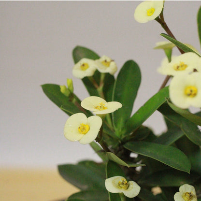 Buy Euphorbia Milii Cream Cream - Plant Online at Lalitenterprise