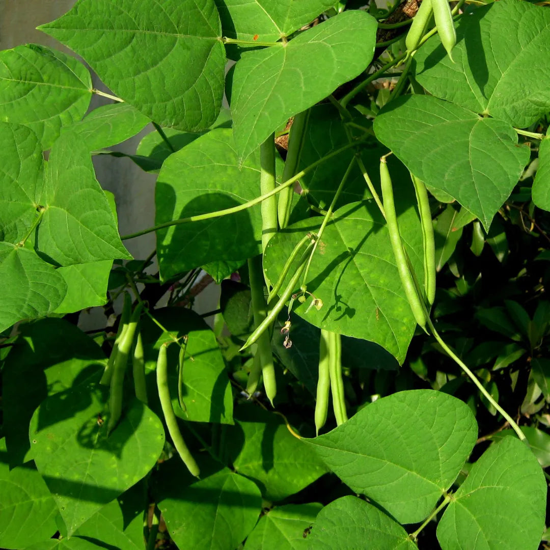Buy Exotic French Beans Seeds Combo Online at Lalitenterprise