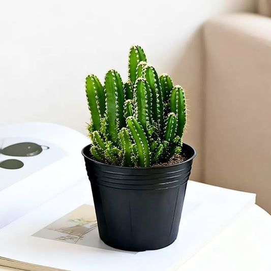 Buy Elongated Cactus (Fairytale Cactus) - Plant Online at Lalitenterprise