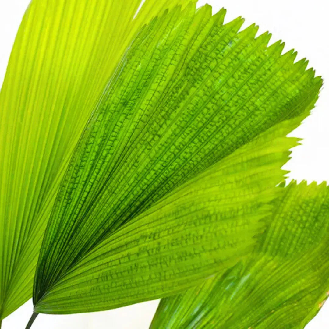 Buy Ruffled Fan Palm  – Plant Online at Lalitenterprise