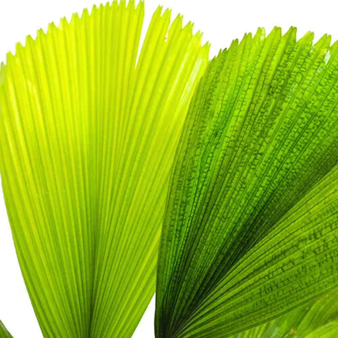 Buy Ruffled Fan Palm (Licuala Grandis) – Plant Online at Lalitenterprise