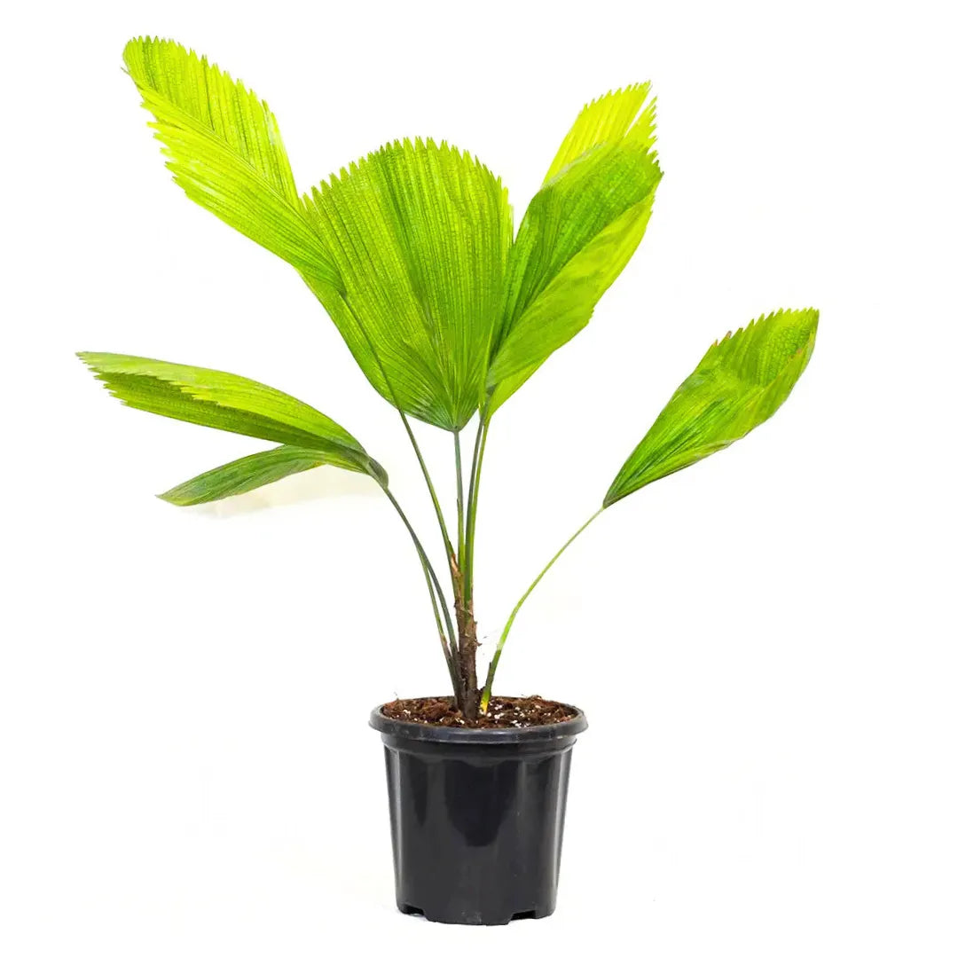 Buy Ruffled Fan Palm (Licuala Grandis) – Plant Online at Lalitenterprise