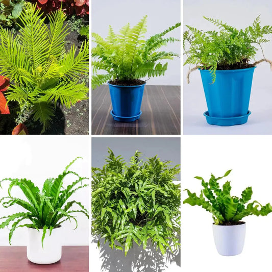 Buy Fern Plants (Combo Pack of 6) Online at Lalitenterprise