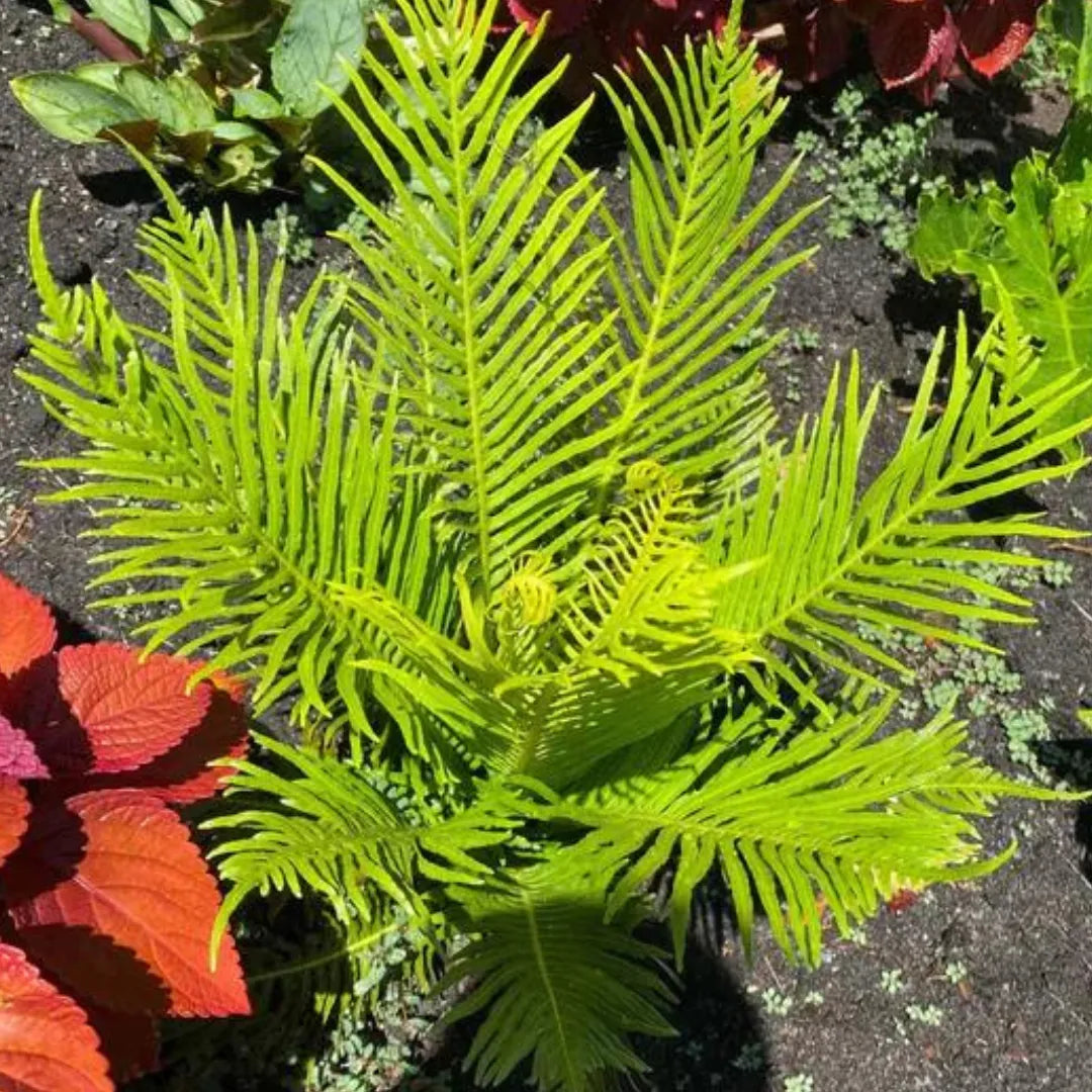 Buy Tree fern Plant Online at Lalitenterprise