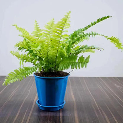 Buy Golden Fern Plant  Online at Lalitenterprise