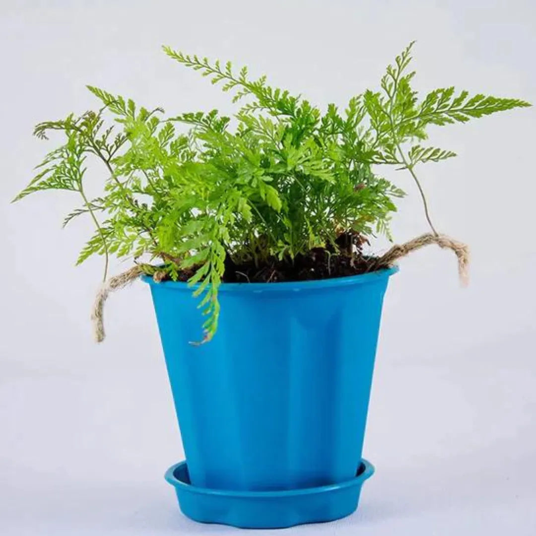 Buy Rabbit Foot Fern Plant Online at Lalitenterprise