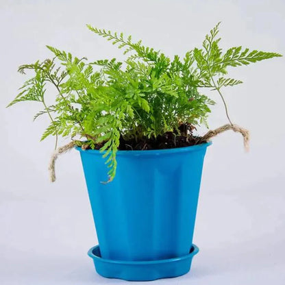 Buy Rabbit Foot Fern Plant Online at Lalitenterprise