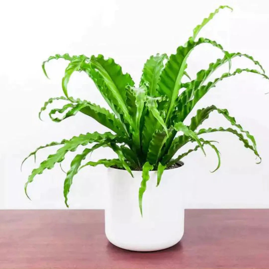 Buy Victoria Fern Plant Online at Lalitenterprise