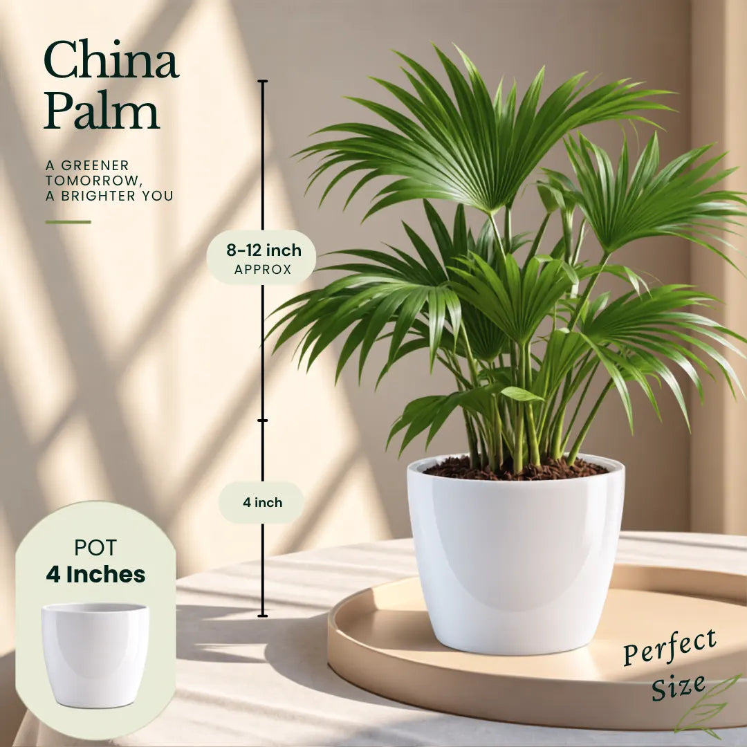 Buy Festive Decor Air Purifying Plants Online at Lalitenterprise