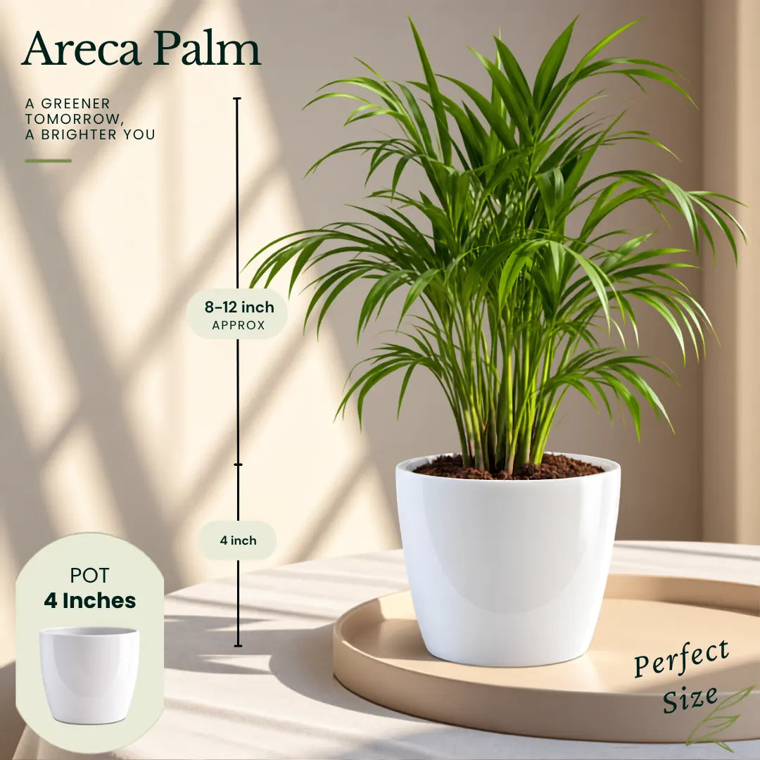 Buy Festive Decor Air Purifying Plants Online at Lalitenterprise