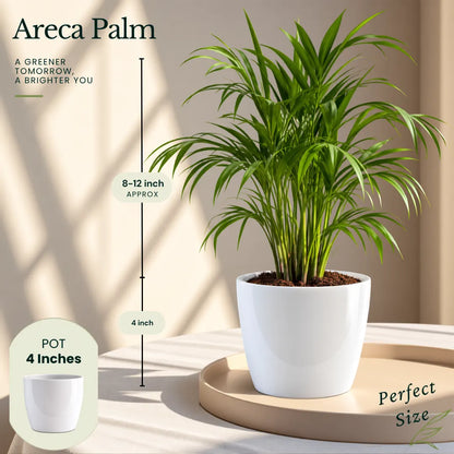 Buy Festive Decor Air Purifying Plants Online at Lalitenterprise