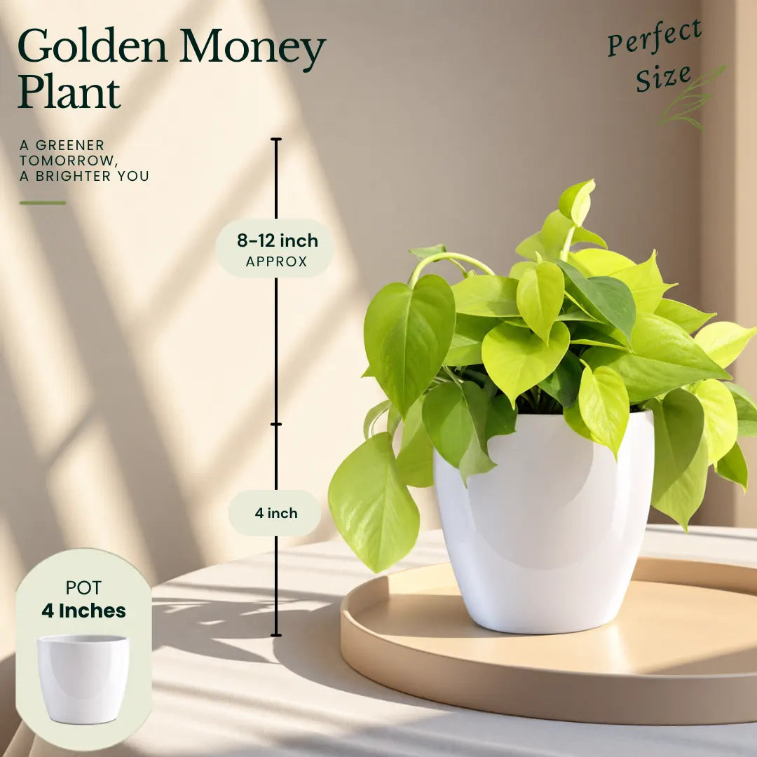 Buy Festive Decor Air Purifying Plants Online at Lalitenterprise